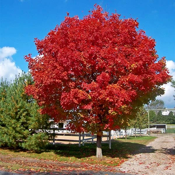 Brighter Blooms Red Sunset® Maple Tree Shade Trees 1 Brighter Blooms Red Sunset® Maple Tree Shade Trees