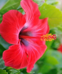 Brighter Blooms Red Tropical Hibiscus Tree Shrubs & Hedges 8 Brighter Blooms Red Tropical Hibiscus Tree Shrubs & Hedges