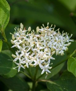 Brighter Blooms Red Twig Dogwood Shrub 12 Brighter Blooms Red Twig Dogwood Shrub