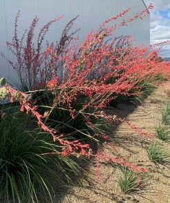 Brighter Blooms Red Yucca Plant SHOP ALL