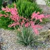 Brighter Blooms Red Yucca Plant SHOP ALL