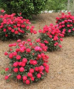 Brighter Blooms Double Knock Out® Rose Shrubs & Hedges