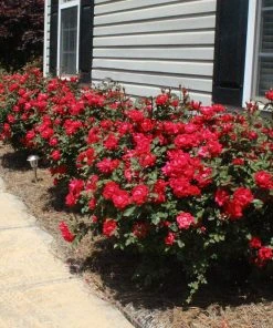 Brighter Blooms Double Knock Out® Rose Shrubs & Hedges