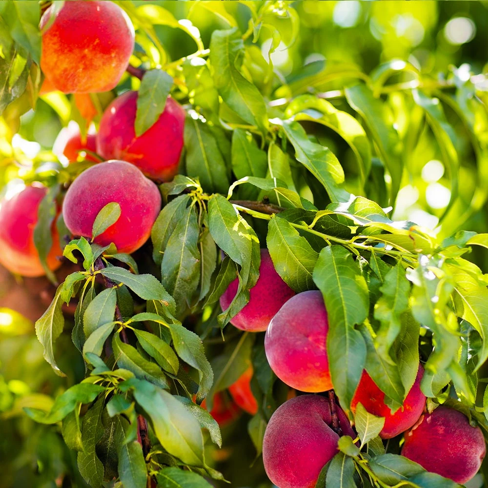 Brighter Blooms Fruit Trees Redskin Peach Tree 2 Brighter Blooms Fruit Trees Redskin Peach Tree