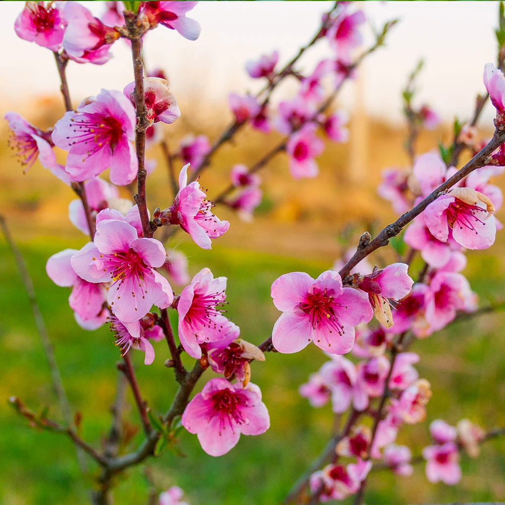 Brighter Blooms Fruit Trees Redskin Peach Tree 3 Brighter Blooms Fruit Trees Redskin Peach Tree