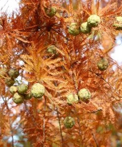 Brighter Blooms Dawn Redwood Tree Arborvitae Trees