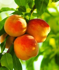 Brighter Blooms Reliance Peach Tree Fruit Trees