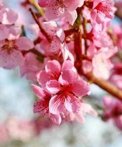 Brighter Blooms Reliance Peach Tree Fruit Trees