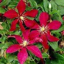 Brighter Blooms Niobe Clematis Vine