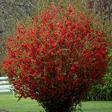 Brighter Blooms Red Flowering Quince Tree