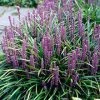 Brighter Blooms Royal Purple Liriope Shrub