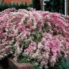 Brighter Blooms Variegated Weigela Shrub Shrubs & Hedges
