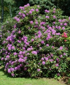 Brighter Blooms Shrubs & Hedges Lavender Rhododendron Shrub