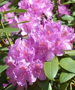 Brighter Blooms Shrubs & Hedges Lavender Rhododendron Shrub 6 Brighter Blooms Shrubs & Hedges Lavender Rhododendron Shrub