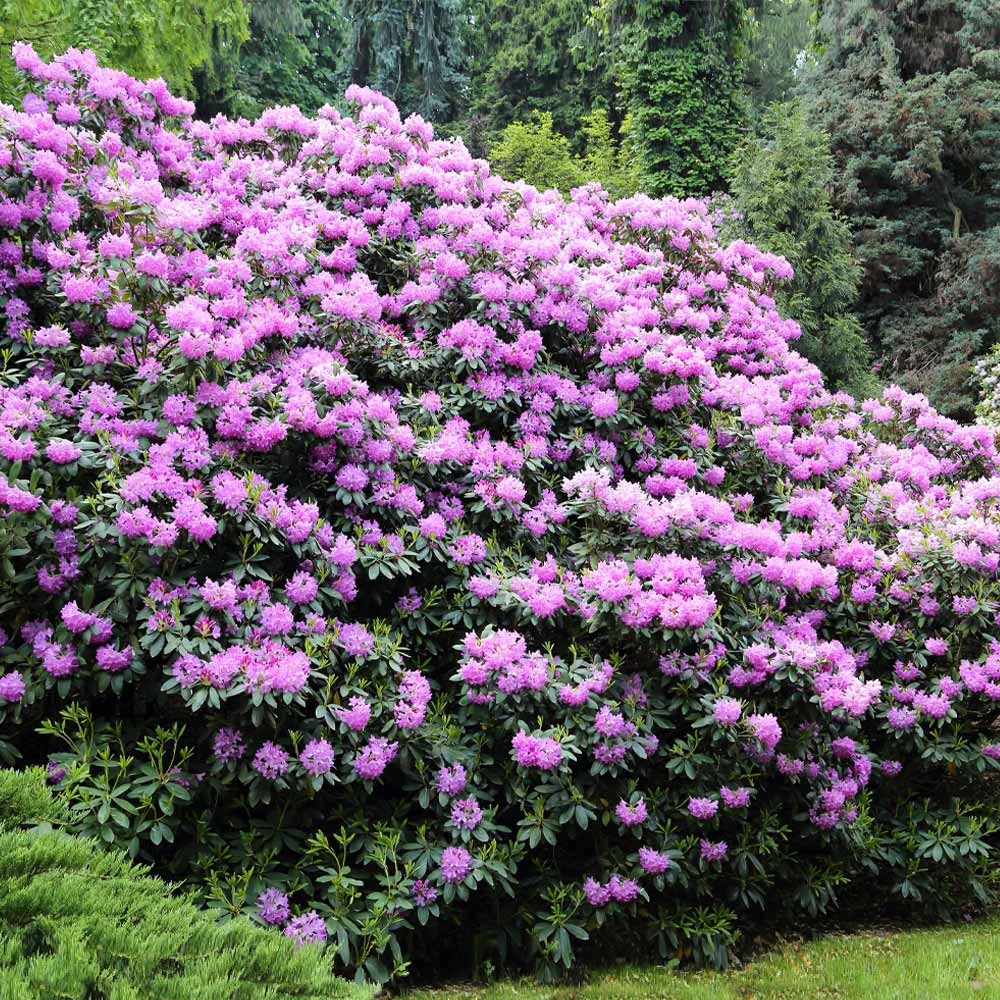 Brighter Blooms Shrubs & Hedges Lavender Rhododendron Shrub 4 Brighter Blooms Shrubs & Hedges Lavender Rhododendron Shrub