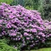 Brighter Blooms Shrubs & Hedges Lavender Rhododendron Shrub