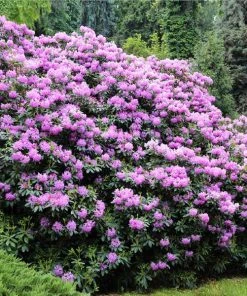 Brighter Blooms Shrubs & Hedges Lavender Rhododendron Shrub