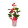 Brighter Blooms Red Anthurium Plant
