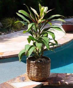 Brighter Blooms Hawaiian Ti Plant 'Rising Sun'