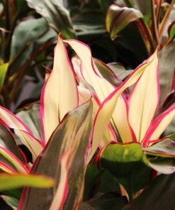Brighter Blooms Hawaiian Ti Plant 'Rising Sun'