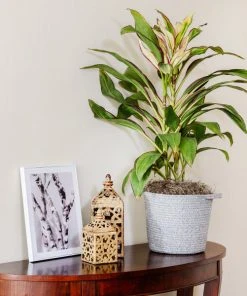 Brighter Blooms Hawaiian Ti Plant 'Rising Sun'