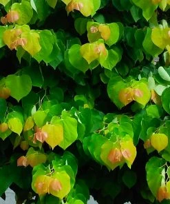 Brighter Blooms The Rising Sun™ Redbud Tree