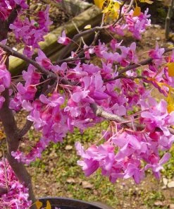 Brighter Blooms The Rising Sun™ Redbud Tree