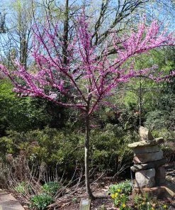 Brighter Blooms The Rising Sun™ Redbud Tree
