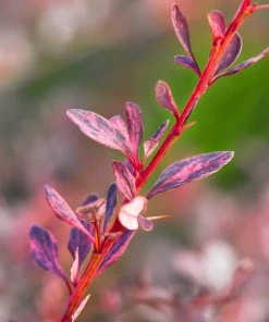 Brighter Blooms Rose Glow Barberry Shrub