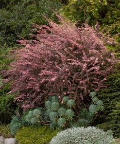 Brighter Blooms Rose Glow Barberry Shrub