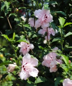 Brighter Blooms Pink Rose Of Sharon Althea Shrub