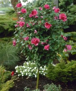 Brighter Blooms Red Rose Of Sharon Althea Tree Flowering Trees