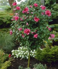 Brighter Blooms Red Rose Of Sharon Althea Tree Flowering Trees