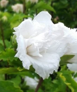 Brighter Blooms White Rose Of Sharon Althea Tree Shrubs & Hedges