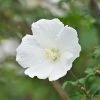 Brighter Blooms White Rose Of Sharon Althea Shrub