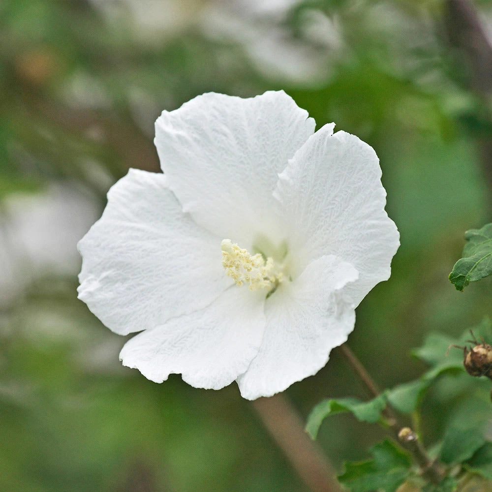 Brighter Blooms White Rose Of Sharon Althea Shrub 1 Brighter Blooms White Rose Of Sharon Althea Shrub