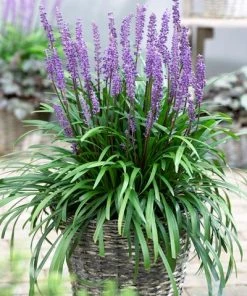 Brighter Blooms Royal Purple Liriope Shrub