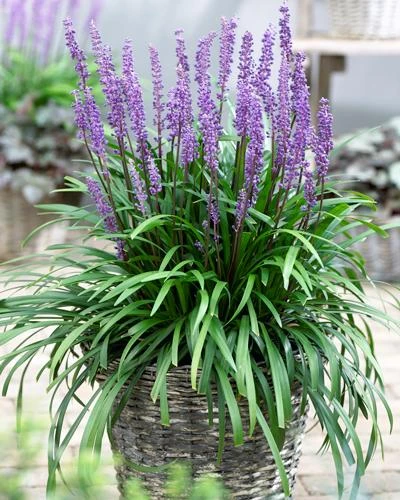 Brighter Blooms Royal Purple Liriope Shrub 2 Brighter Blooms Royal Purple Liriope Shrub