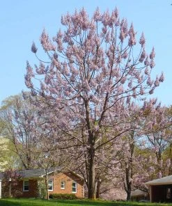 Brighter Blooms Royal Empress Tree Flowering Trees