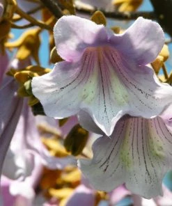 Brighter Blooms Royal Empress Tree Flowering Trees
