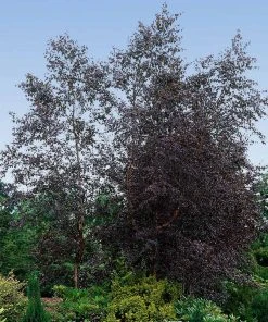 Brighter Blooms Royal Frost Birch Shade Trees