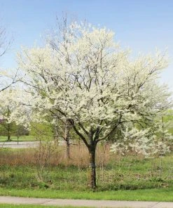 Brighter Blooms Royal White Redbud Tree Flowering Trees