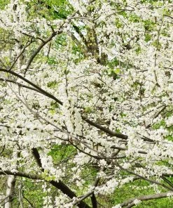 Brighter Blooms Royal White Redbud Tree Flowering Trees