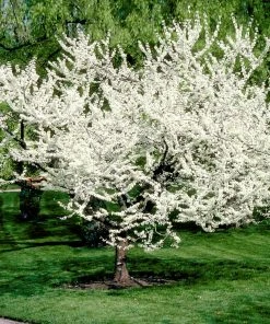 Brighter Blooms Royal White Redbud Tree Flowering Trees