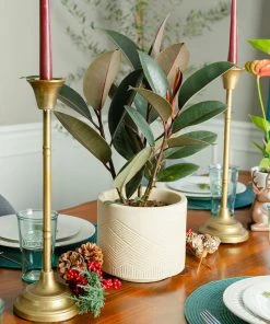 Brighter Blooms House & Patio Rubber Tree Plant