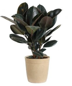 Brighter Blooms House & Patio Rubber Tree Plant