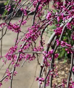 Brighter Blooms Ruby Falls Redbud Tree Flowering Trees