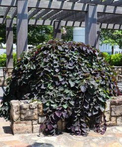 Brighter Blooms Ruby Falls Redbud Tree Flowering Trees