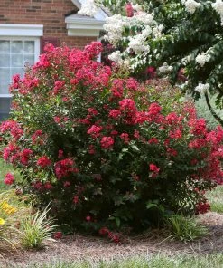 Brighter Blooms Ruby Prince™ Emerald Empire® Crape Myrtle Tree Flowering Trees