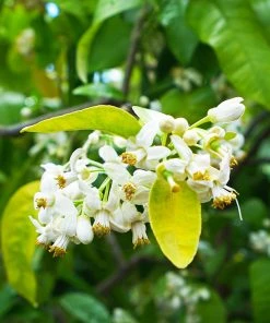 Brighter Blooms Ruby Red Grapefruit Tree New Trees